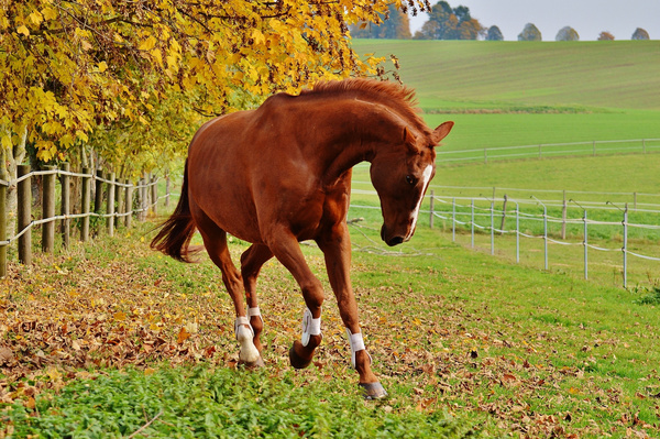 Brown Horse Running